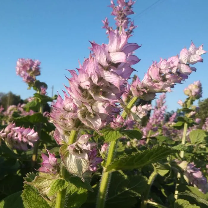 Clary Sage Oil