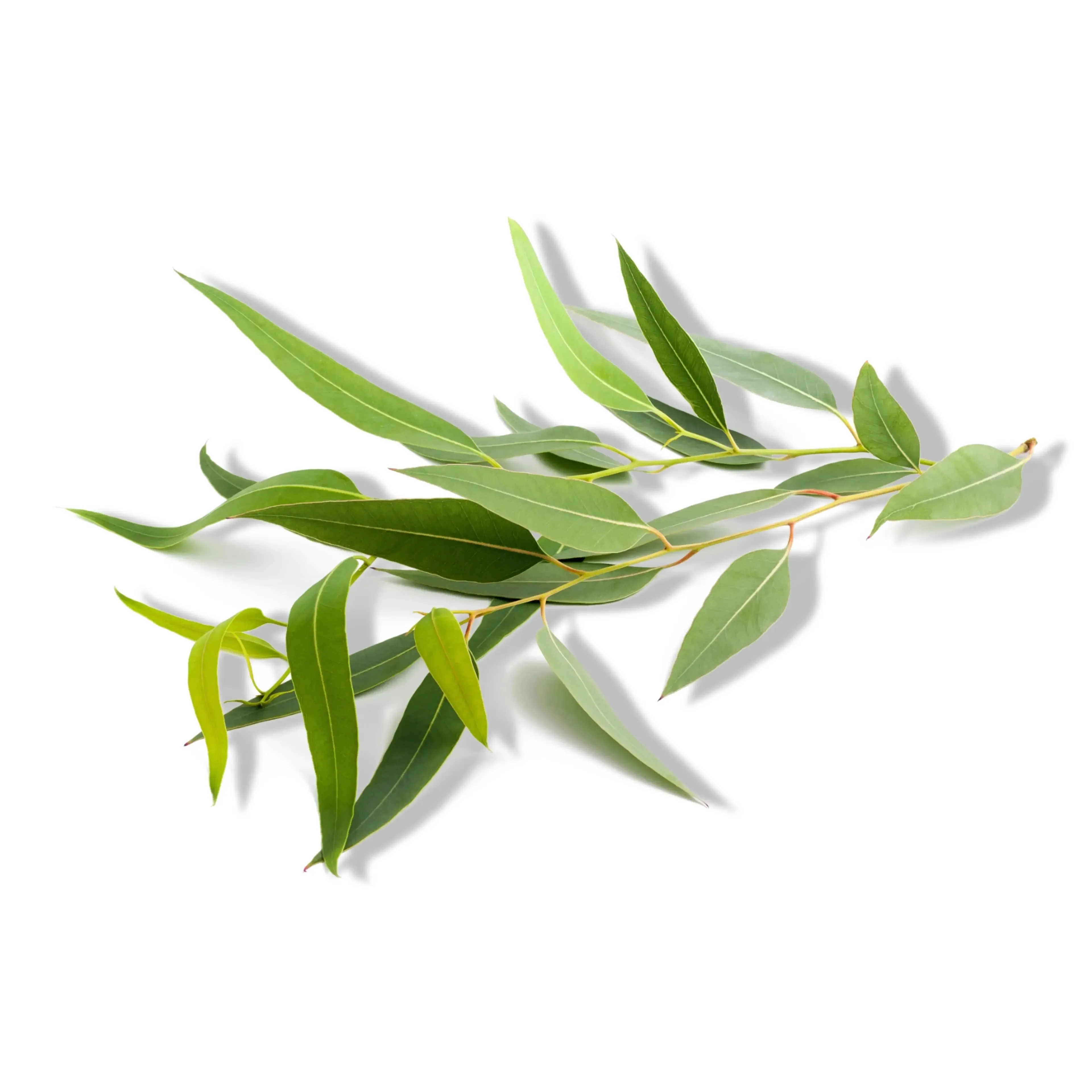 Essential Oil -Eucalyptus Globulus (Eucalyptus Globulus)