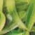 Indian Fragrance Oil